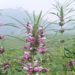 Leonurus Artemisia, Motherwort Chinese Seed 3000 PCS, Yimucao