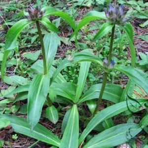 Gentiana Macrophylla, Large Leaf Gentian Seed 2000 PCS, Qinjiao