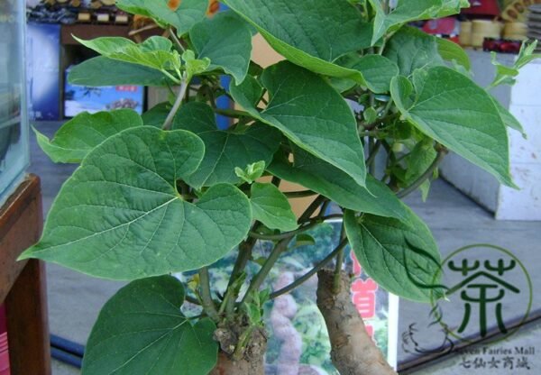 Fallopia Multiflora, Chinese Knotweed Seed 1000 PCS, Reynoutria Multiflora Heshouwu