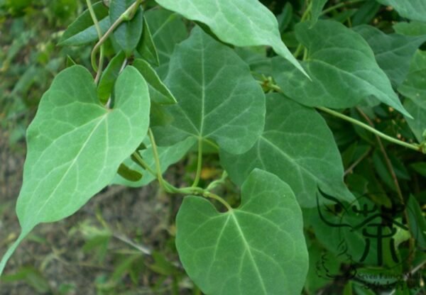 Fallopia Multiflora, Chinese Knotweed Seed 1000 PCS, Reynoutria Multiflora Heshouwu - Image 3