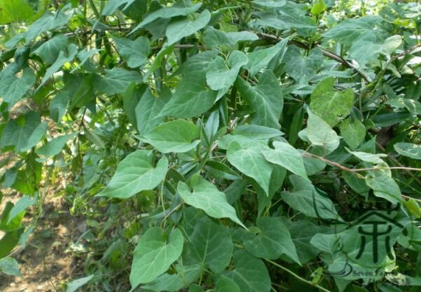 Fallopia Multiflora, Chinese Knotweed Seed 1000 PCS, Reynoutria Multiflora Heshouwu - Image 5