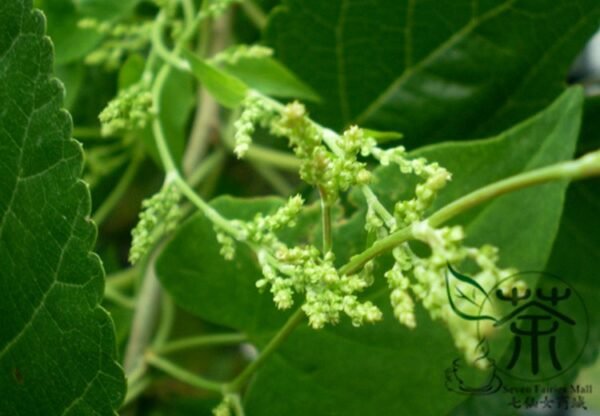 Fallopia Multiflora, Chinese Knotweed Seed 1000 PCS, Reynoutria Multiflora Heshouwu - Image 7