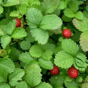 Duchesnea Indica, Mock Strawberry Seed 3000 PCS, False Strawberry Shemei