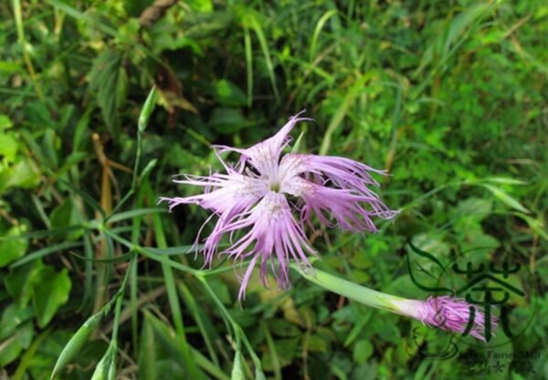 Dianthus Superbus, Fringed Pink Seed 3000 PCS, Large Pink Qumai - Image 2