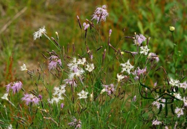 Dianthus Superbus, Fringed Pink Seed 3000 PCS, Large Pink Qumai - Image 5