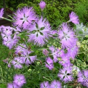 Dianthus Superbus, Fringed Pink Seed 3000 PCS, Large Pink Qumai