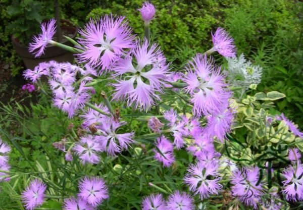 Dianthus Superbus, Fringed Pink Seed 3000 PCS, Large Pink Qumai