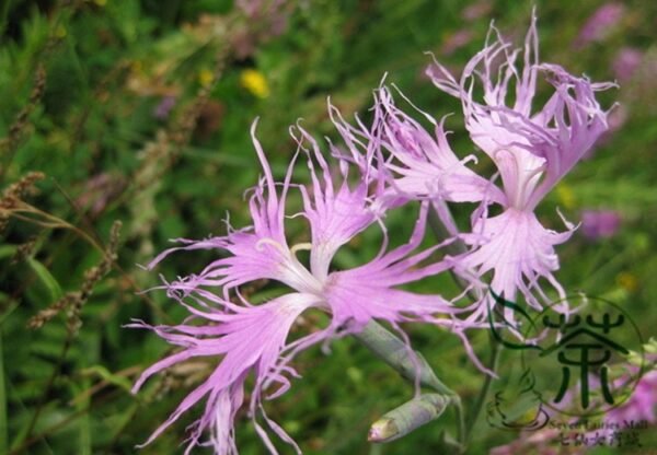 Dianthus Superbus, Fringed Pink Seed 3000 PCS, Large Pink Qumai - Image 3