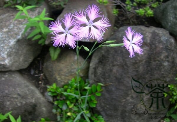 Dianthus Superbus, Fringed Pink Seed 3000 PCS, Large Pink Qumai - Image 4