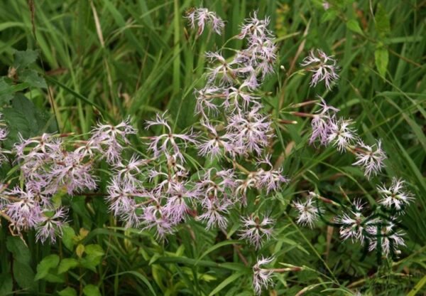 Dianthus Superbus, Fringed Pink Seed 3000 PCS, Large Pink Qumai - Image 6