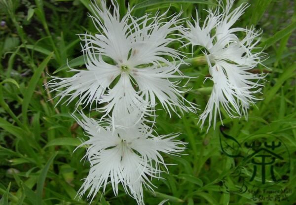 Dianthus Superbus, Fringed Pink Seed 3000 PCS, Large Pink Qumai - Image 7