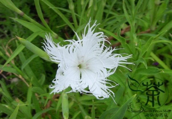 Dianthus Superbus, Fringed Pink Seed 3000 PCS, Large Pink Qumai - Image 8