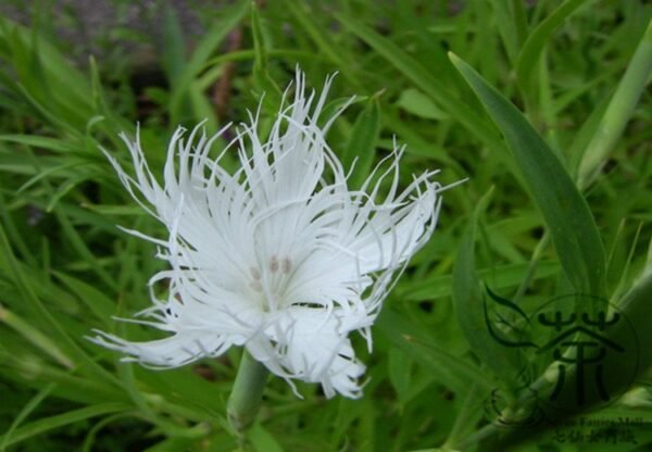 Dianthus Superbus, Fringed Pink Seed 3000 PCS, Large Pink Qumai - Image 9