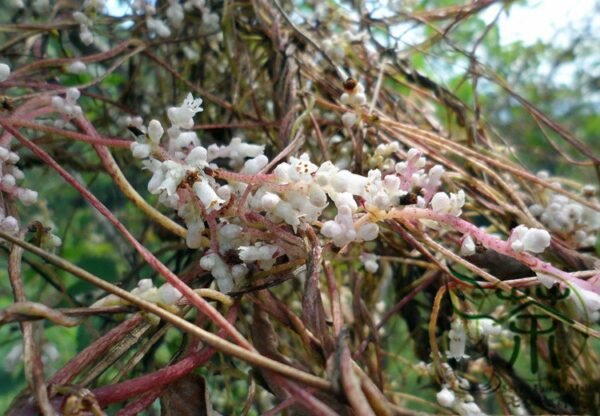 Cuscuta Chinensis, Dodder Cuscuta Seed 5000 PCS, Parasitic Plant Tusizi - Image 2