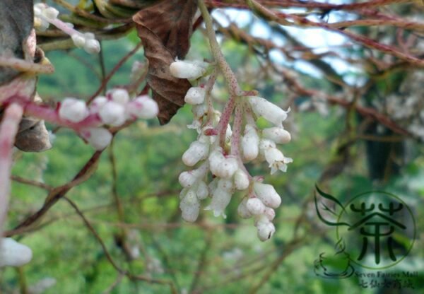 Cuscuta Chinensis, Dodder Cuscuta Seed 5000 PCS, Parasitic Plant Tusizi - Image 3