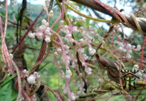 Cuscuta Chinensis, Dodder Cuscuta Seed 5000 PCS, Parasitic Plant Tusizi - Image 4