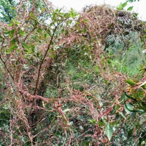 Cuscuta Chinensis, Dodder Cuscuta Seed 5000 PCS, Parasitic Plant Tusizi