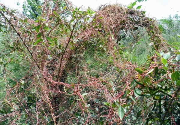 Cuscuta Chinensis, Dodder Cuscuta Seed 5000 PCS, Parasitic Plant Tusizi