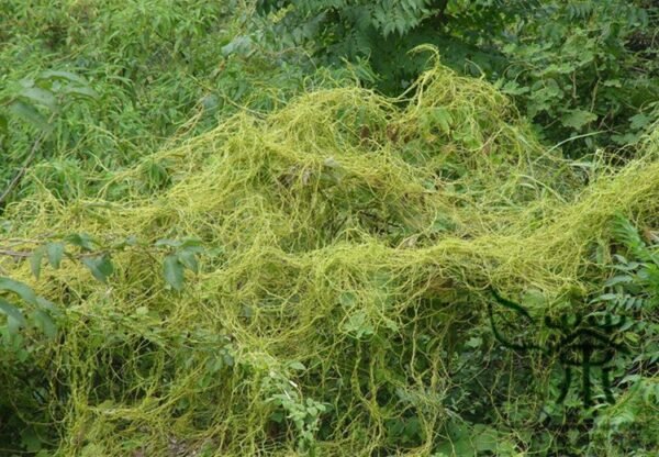 Cuscuta Chinensis, Dodder Cuscuta Seed 5000 PCS, Parasitic Plant Tusizi - Image 5