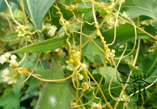 Cuscuta Chinensis, Dodder Cuscuta Seed 5000 PCS, Parasitic Plant Tusizi - Image 6