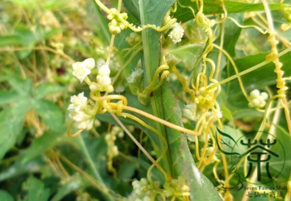 Cuscuta Chinensis, Dodder Cuscuta Seed 5000 PCS, Parasitic Plant Tusizi - Image 7