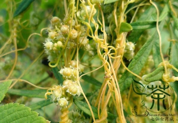 Cuscuta Chinensis, Dodder Cuscuta Seed 5000 PCS, Parasitic Plant Tusizi - Image 8