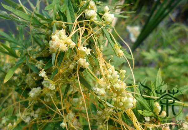 Cuscuta Chinensis, Dodder Cuscuta Seed 5000 PCS, Parasitic Plant Tusizi - Image 9