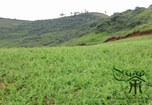 Codonopsis Pilosula, Poor Man's Ginseng Seed 5000 PCS, Dangshen - Image 2