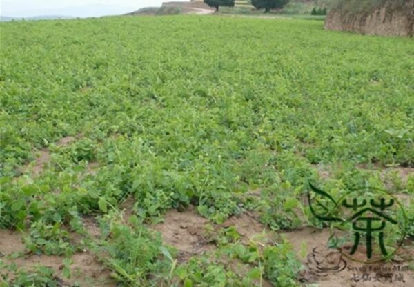 Codonopsis Pilosula, Poor Man's Ginseng Seed 5000 PCS, Dangshen - Image 3