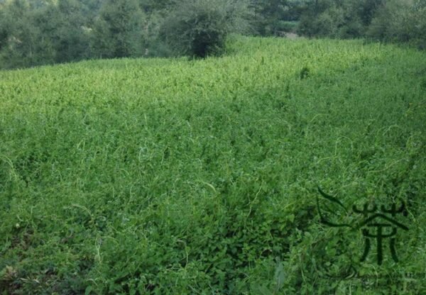 Codonopsis Pilosula, Poor Man's Ginseng Seed 5000 PCS, Dangshen - Image 4