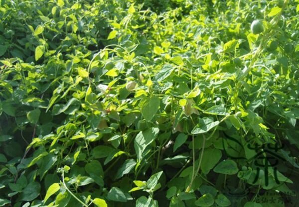 Codonopsis Pilosula, Poor Man's Ginseng Seed 5000 PCS, Dangshen - Image 5