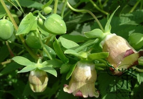 Codonopsis Pilosula, Poor Man's Ginseng Seed 5000 PCS, Dangshen - Image 6