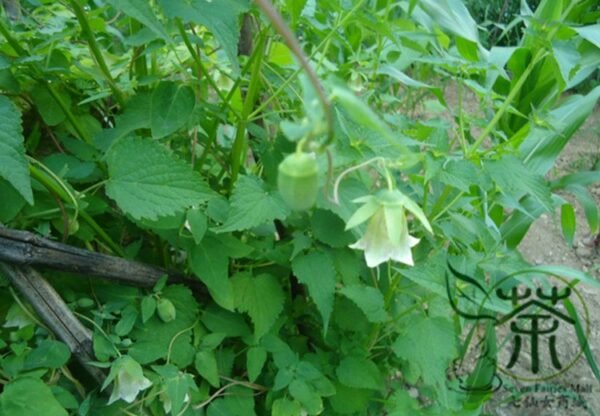 Codonopsis Pilosula, Poor Man's Ginseng Seed 5000 PCS, Dangshen - Image 7