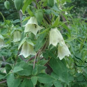 Codonopsis Pilosula, Poor Man's Ginseng Seed 5000 PCS, Dangshen