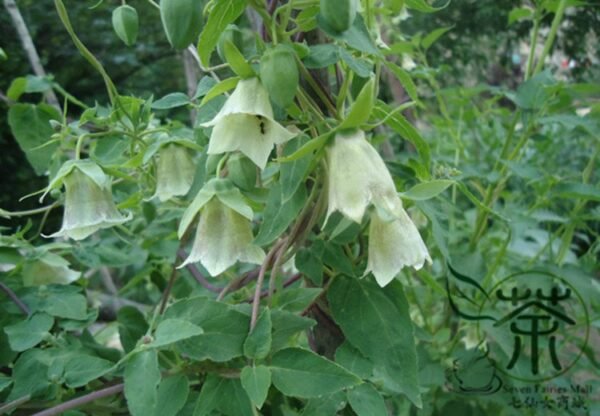 Codonopsis Pilosula, Poor Man's Ginseng Seed 5000 PCS, Dangshen