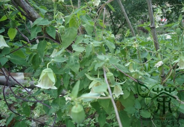 Codonopsis Pilosula, Poor Man's Ginseng Seed 5000 PCS, Dangshen - Image 8