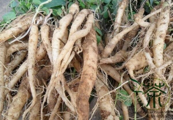 Codonopsis Pilosula, Poor Man's Ginseng Seed 5000 PCS, Dangshen - Image 9