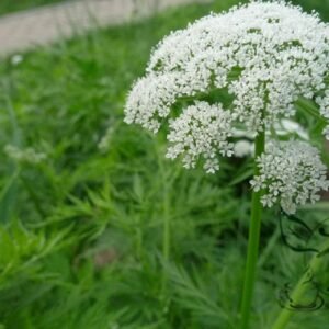 Cnidium Monnieri, Monnier's Snowparsley Seed 5000 PCS, Shechuangzi