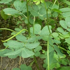 Cassia Obtusifolia, Senna Obtusifolia Seed 2000 PCS, Senna Sicklepod Juemingzi