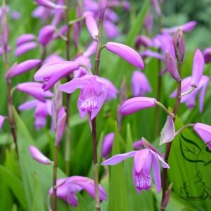 Bletilla Striata, Urn Orchid Seed 1000 PCS, Hyacinth Orchid Baiji