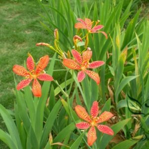 Belamcanda Chinensis, Leopard Lily Seed 1000 PCS, Leopard Flower Shegan