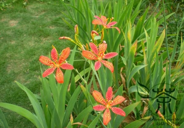 Belamcanda Chinensis, Leopard Lily Seed 1000 PCS, Leopard Flower Shegan