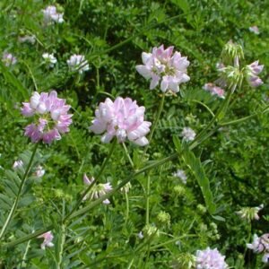 Astragalus Membranaceus, Mongolian Milkvetch Seed 3000 PCS, Huangqi