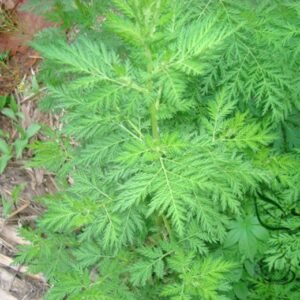 Artemisia Carvifolia, Artemisia Annua Seed 5000 PCS, Sweet Wormwood Qinghao