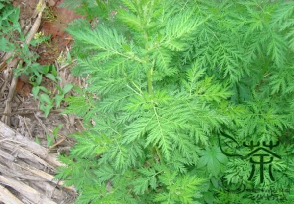 Artemisia Carvifolia, Artemisia Annua Seed 5000 PCS, Sweet Wormwood Qinghao