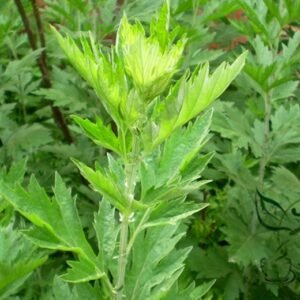 Artemisia Argyi, Chinese Mugwort Seed 5000 PCS, Silvery Wormwood Aicao