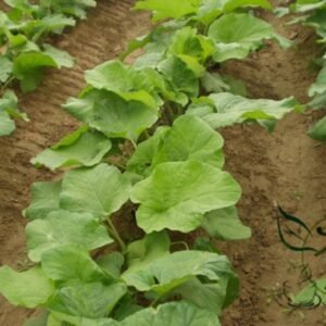 Arctium Lappa, Greater Burdock Seed 2000 PCS, Beggar's Buttons Niubangzi