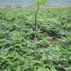 Angelica Sinensis, Dong Quai Seed 1000 PCS, Female Ginseng Danggui