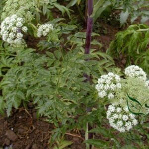 Angelica Dahurica, Dahurian Angelica Seed 1000 PCS, Garden Angelica Baizhi