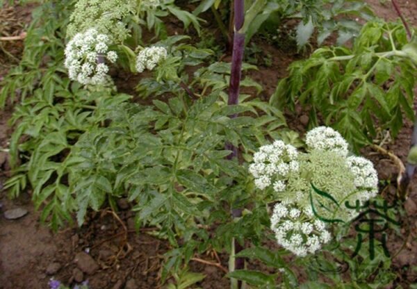 Angelica Dahurica, Dahurian Angelica Seed 1000 PCS, Garden Angelica Baizhi